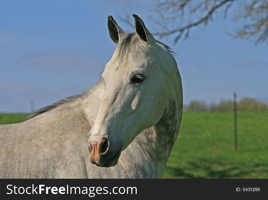 Beautiful white horse close up. Beautiful white horse close up