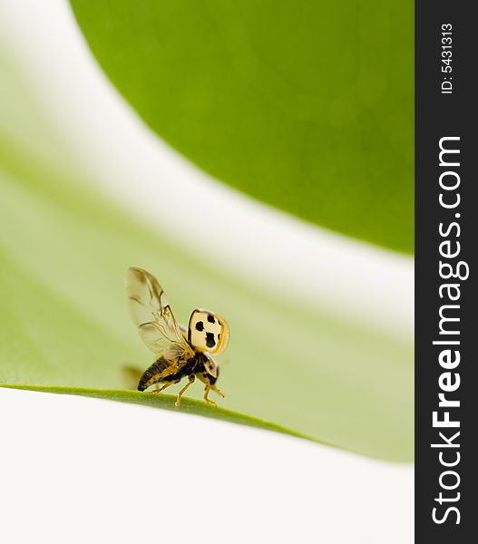 Yellow ladybug on green leaf isolated white background