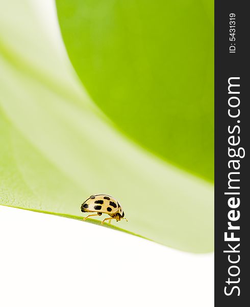 Yellow ladybug on green leaf isolated white background