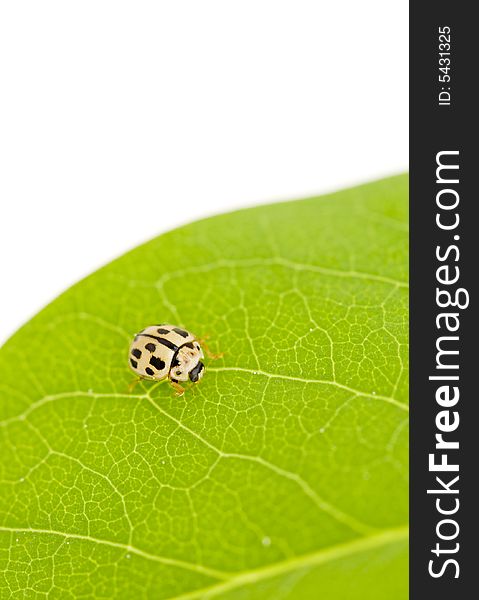 Yellow ladybug on green leaf isolated white background