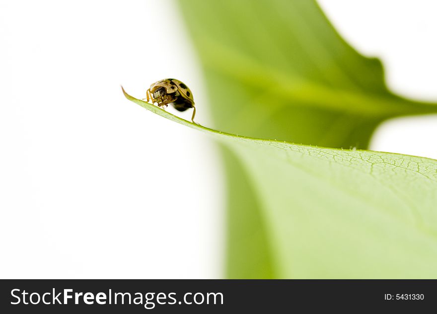 Yellow ladybug on green leaf isolated white background