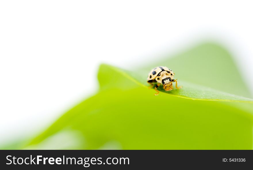 Yellow ladybug on green leaf isolated white background