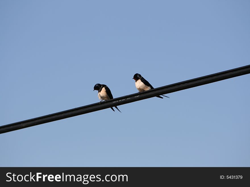 A pair of swallows take a break between catching insects. A pair of swallows take a break between catching insects