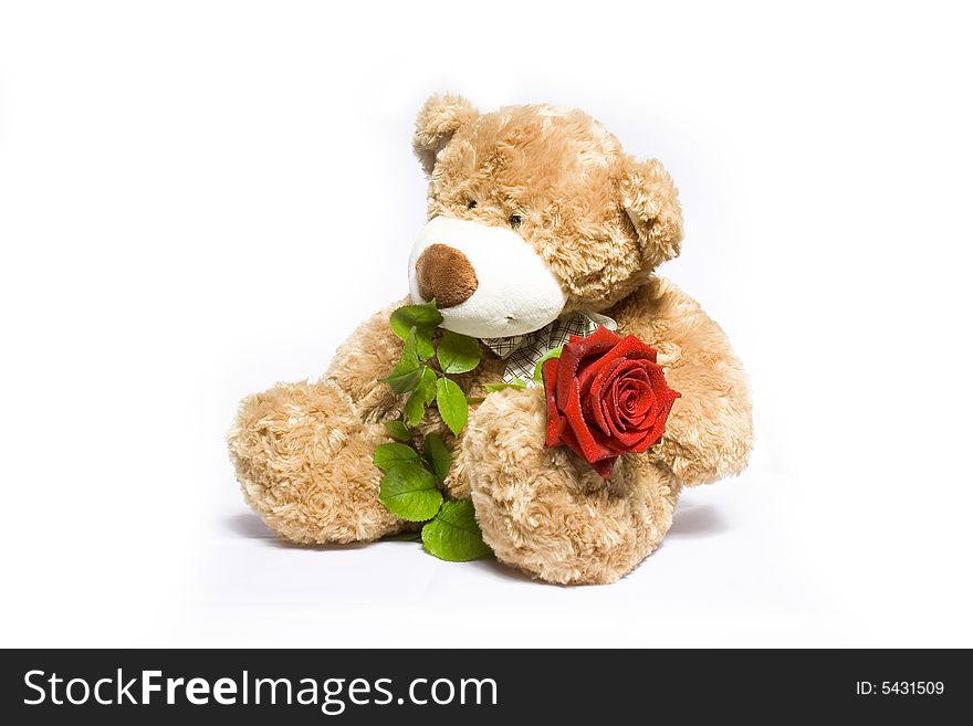 The toy bear with red rose. The toy bear with red rose
