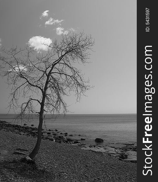 Lone Tree on the North shore of Lake Superior. Lone Tree on the North shore of Lake Superior