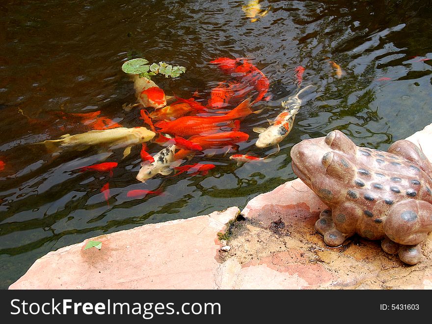 Statue of a frog on coast of a pond with gold fishes. Statue of a frog on coast of a pond with gold fishes