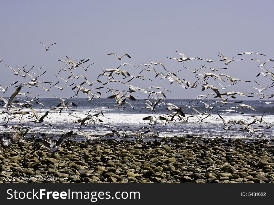 Seaguls Take Off