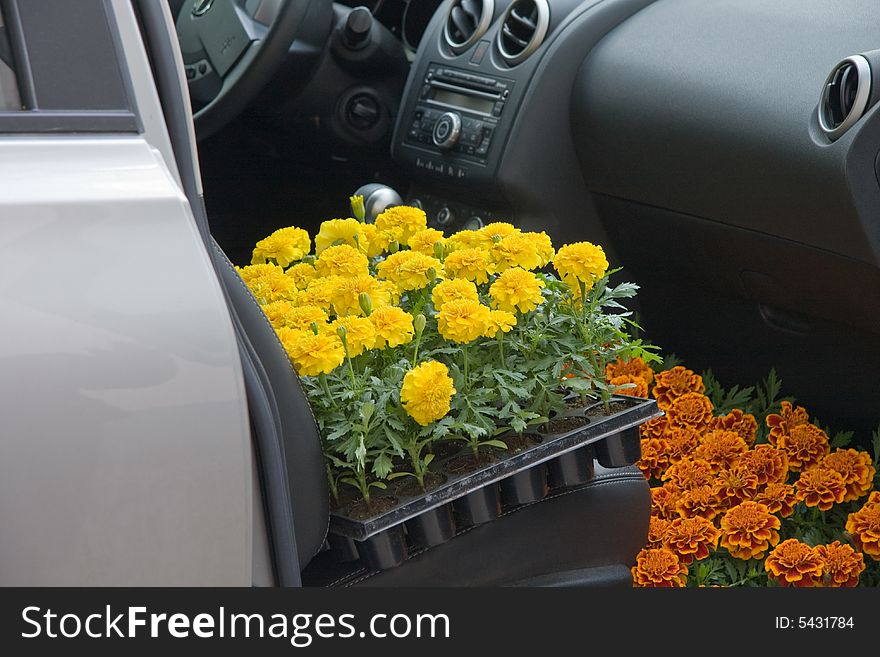 Car full of flower seedling. Car full of flower seedling
