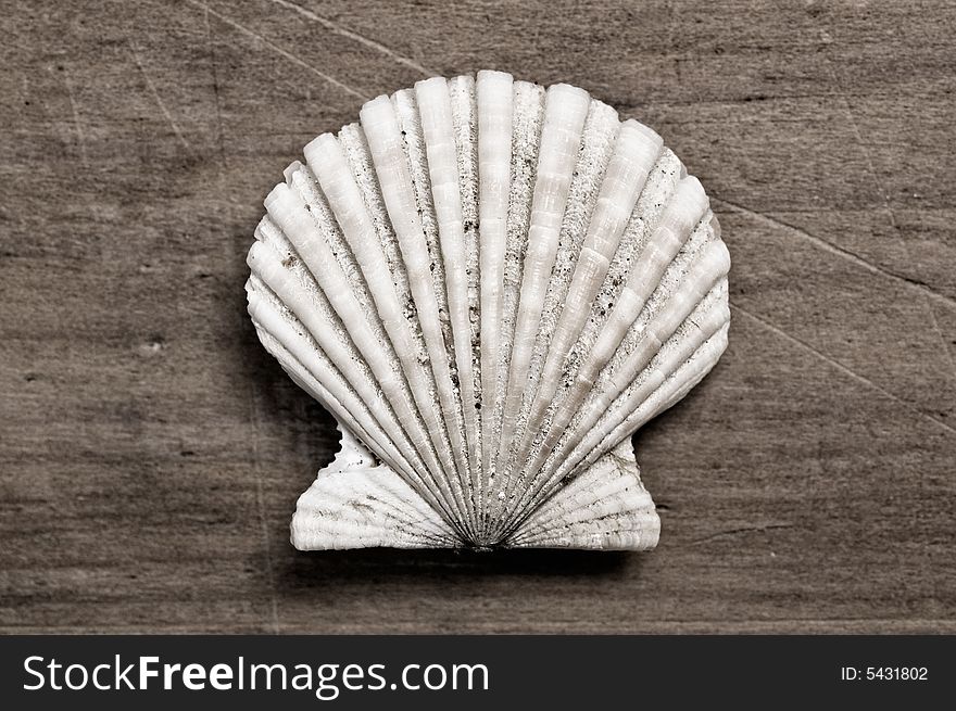 Shellfish on wooden table, close up shot.