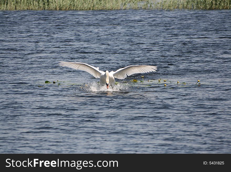 An adult swan touches down in a Somerset lake. An adult swan touches down in a Somerset lake