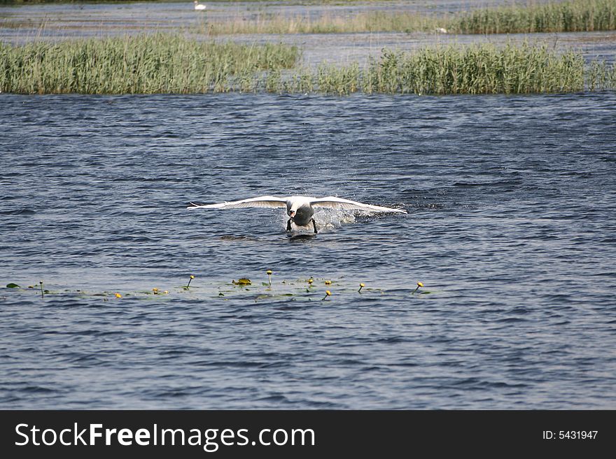 A Swan hotfoots it across the water in an English lake. A Swan hotfoots it across the water in an English lake