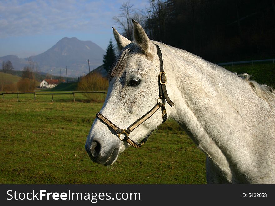 White horse on the sunny day