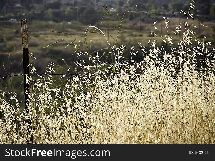 A very dry wheat field and Ladera Ranch, California