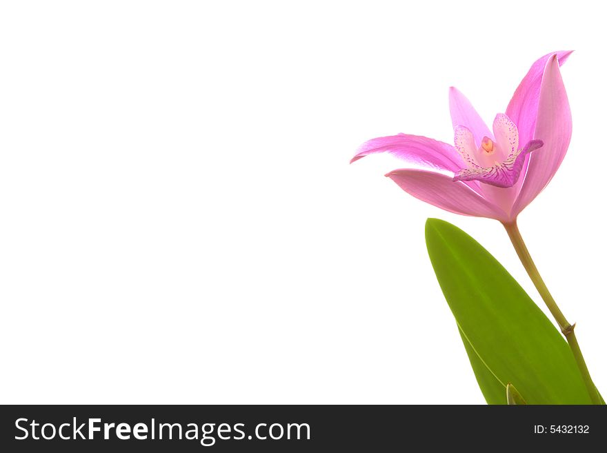 Pink Orchid Flower isolated on white background