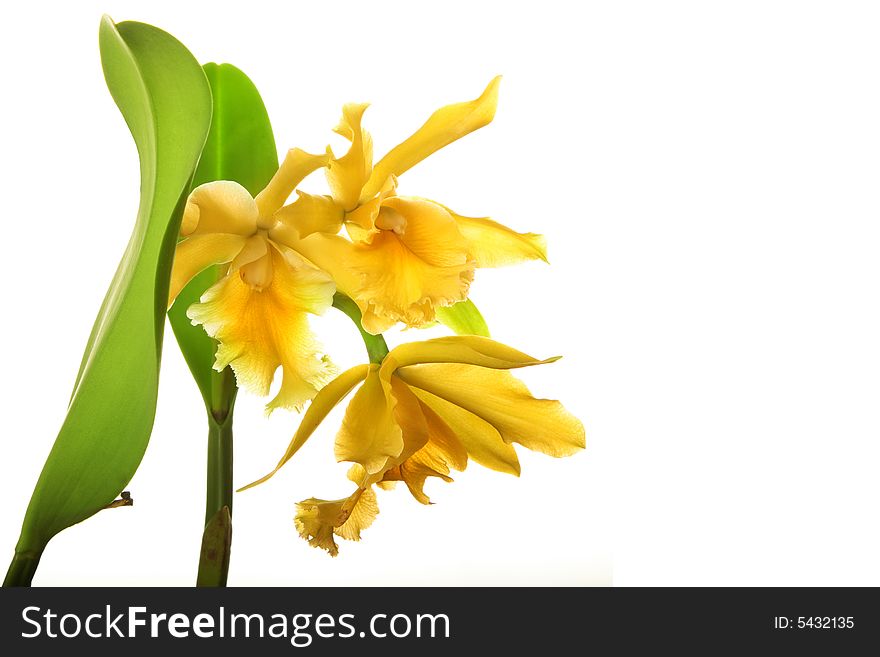 Yellow Orchid Flower isolated on white background