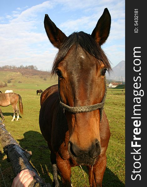 Brown horse on the sunny day