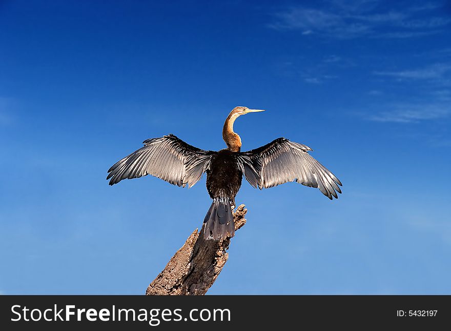 Bird in a tree spreading its wings against a blue sky. Bird in a tree spreading its wings against a blue sky