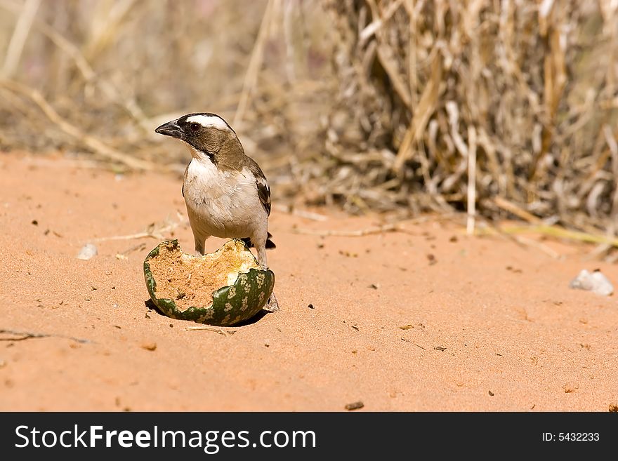 Bird in Kgalagadi Transfrontier Park eating a Tsamma Melon