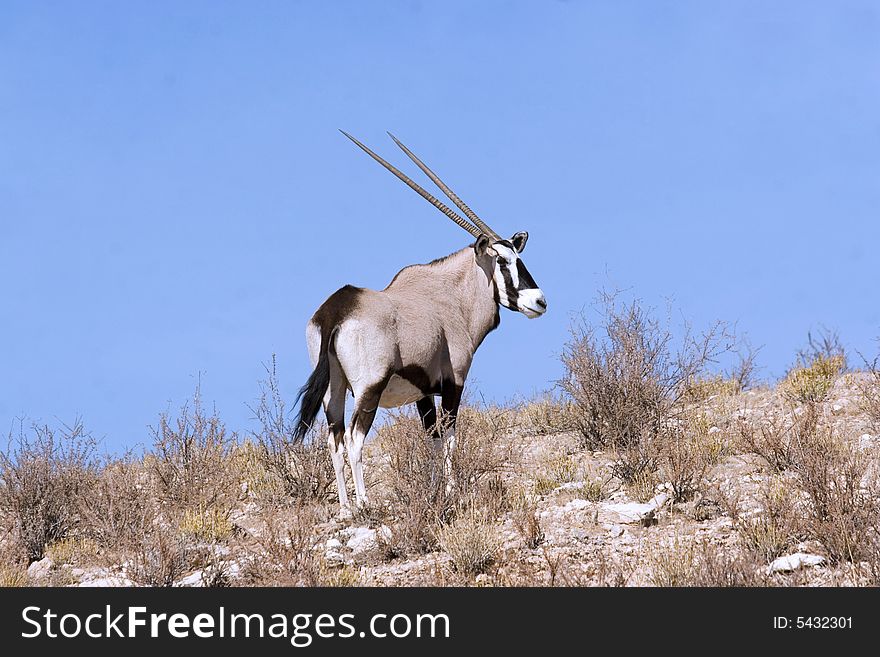 Gemsbok in Kgalagadi Transfrontier Park