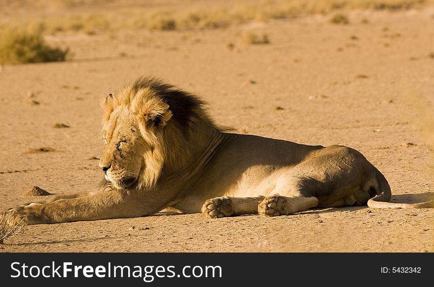 Lion Basking In Sun