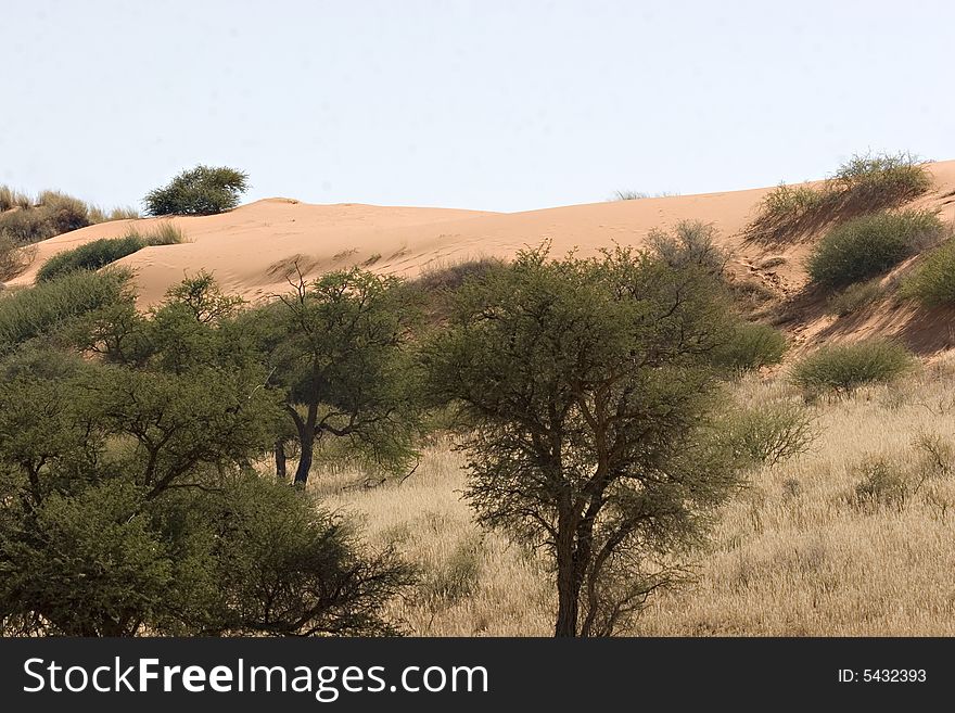 Sand dune in Kgalagadi Transfrontier Park in South Africa