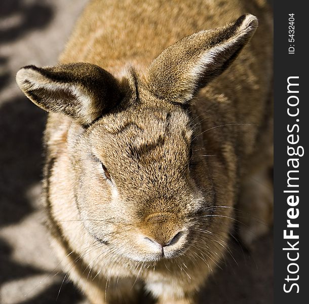 This is agger the 12 15 month old rabbit , not so small now. This is agger the 12 15 month old rabbit , not so small now