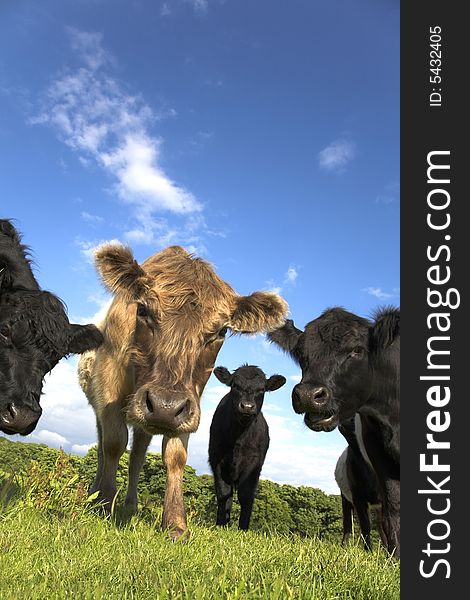 English countryside scene with Belted Galloway cattle and calves. Parbold, Lancashire. English countryside scene with Belted Galloway cattle and calves. Parbold, Lancashire.