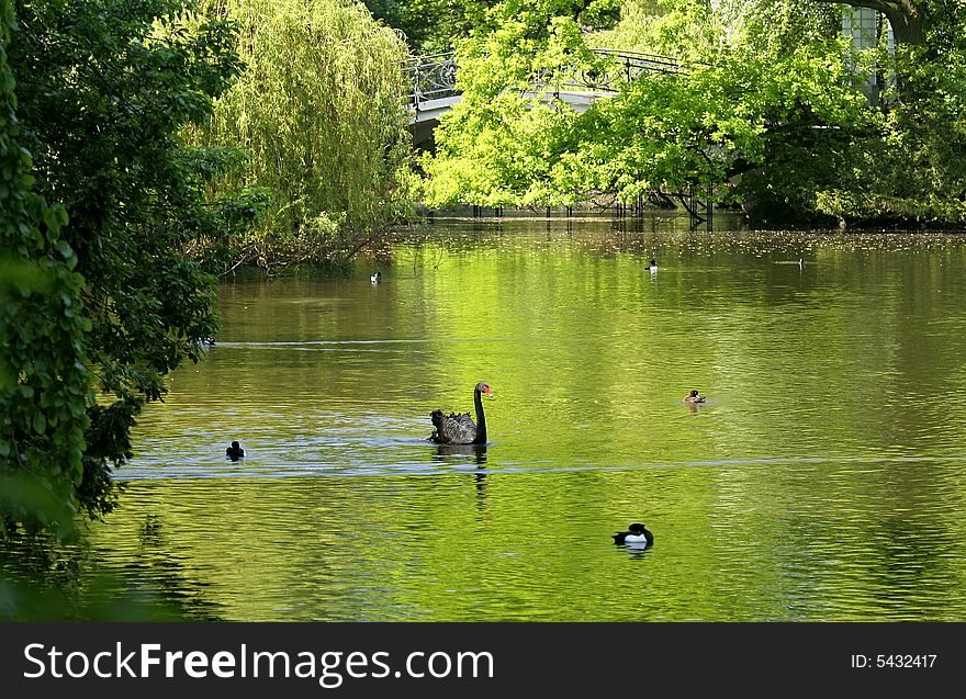 Lovely green lake with black swan