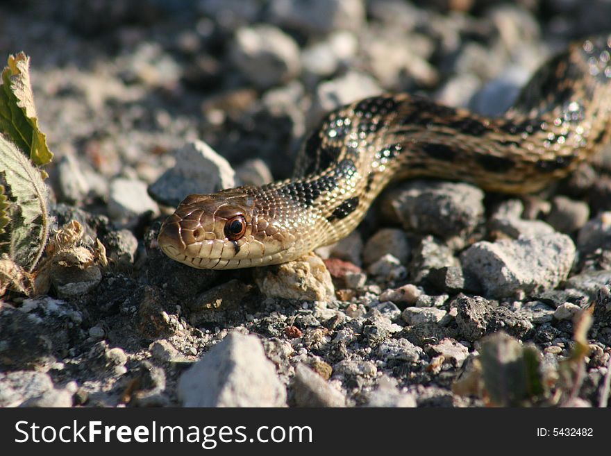 A wild gopher snake in Orange County, California