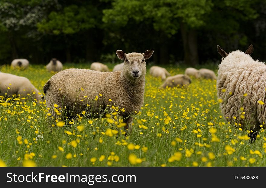 Sheep in buttercups