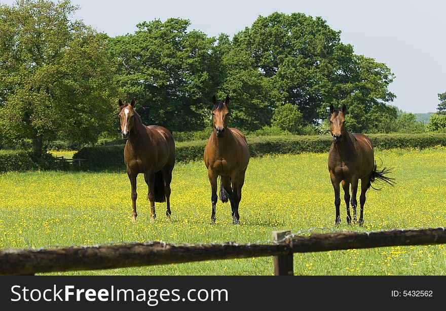A trio of magnificent chestnut horses in a field of buttercups. A trio of magnificent chestnut horses in a field of buttercups