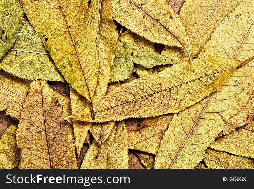 Autumn leaves, close up shot. Autumn leaves, close up shot.