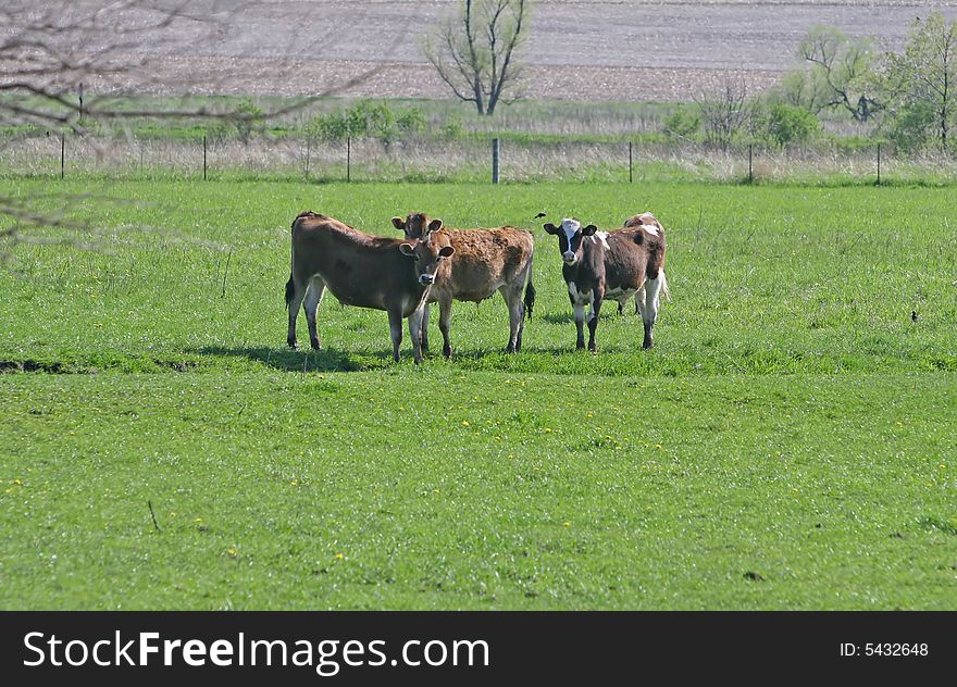Cows in a field of grass. Cows in a field of grass