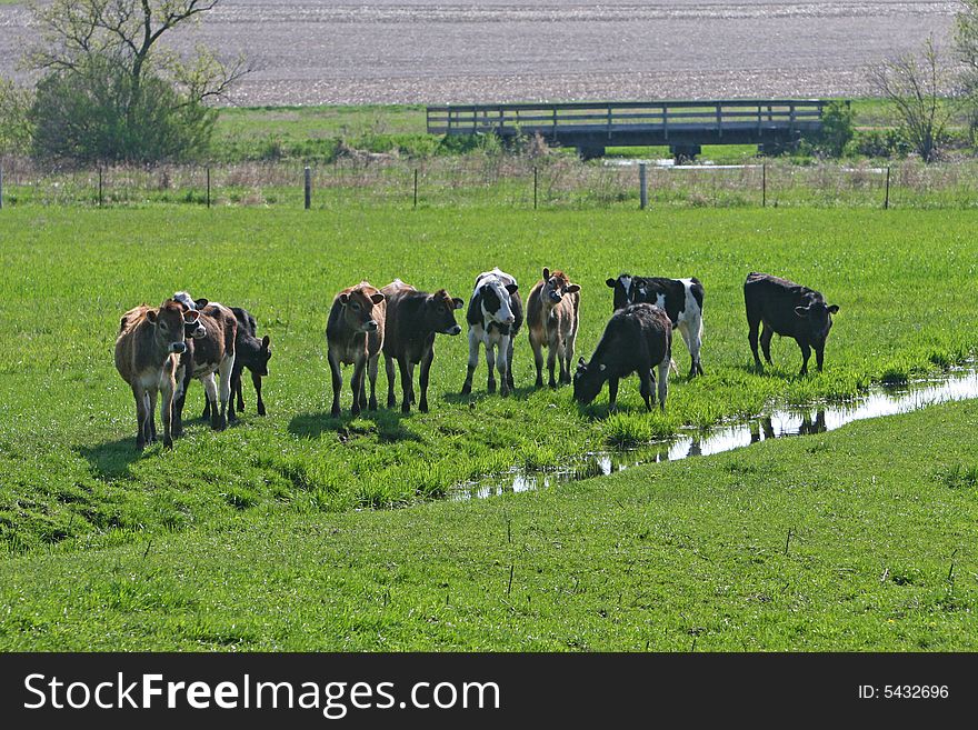 Cows in a field of grass by a stream of water. Cows in a field of grass by a stream of water