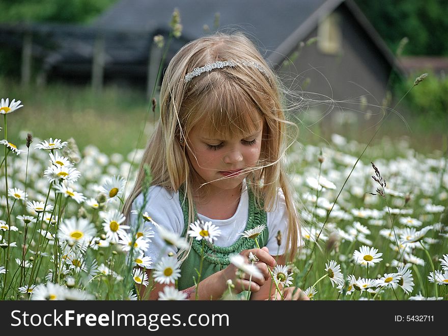 Field Of Dreams