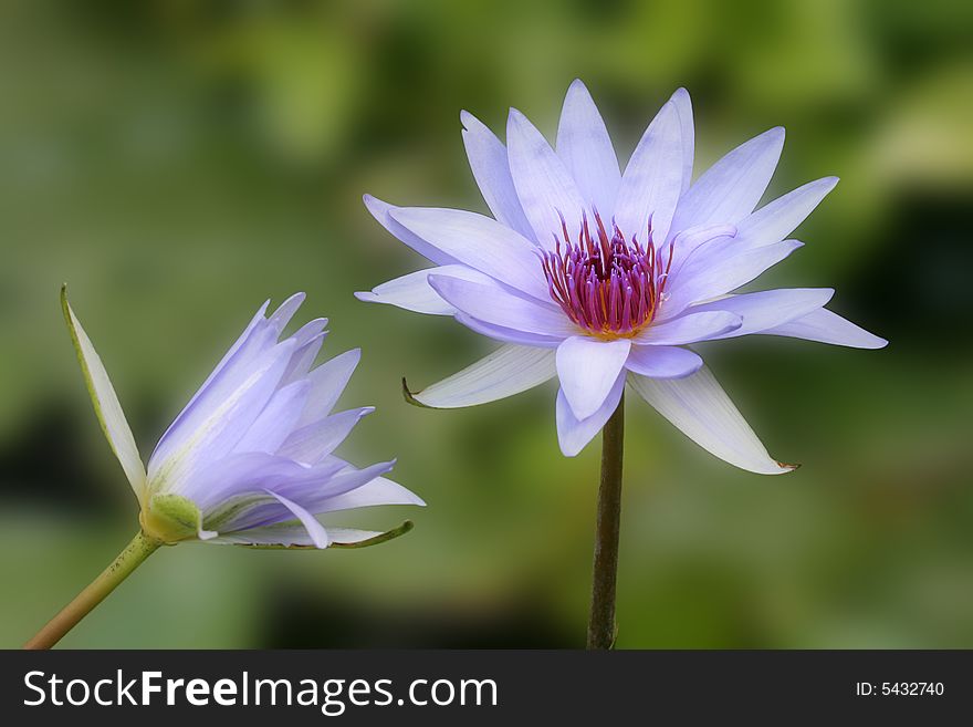 Water lilies with blurry green background. Water lilies with blurry green background