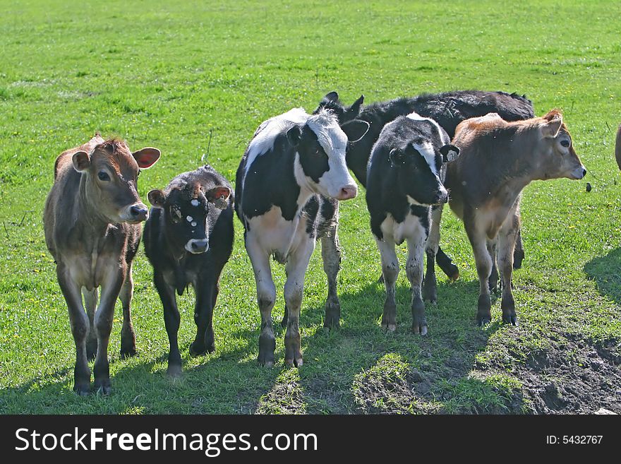 Cows in a field of grass. Cows in a field of grass