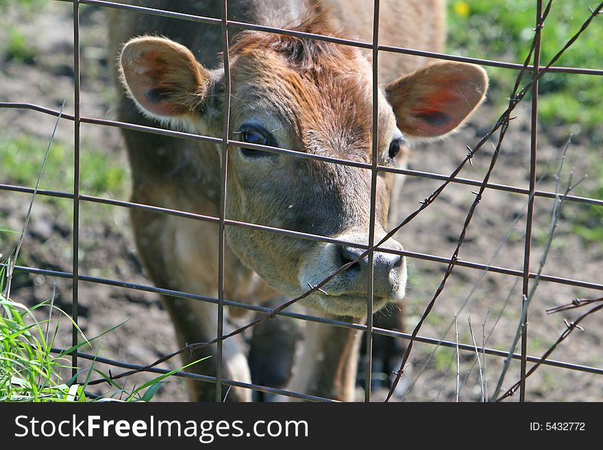 Calf looking through a wire fence. Calf looking through a wire fence