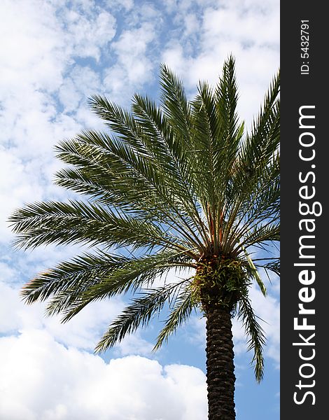 Palmtree set against a sunny sky. Palmtree set against a sunny sky