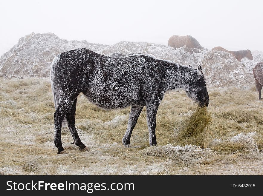 Black quarter horse mare in winter covered with white frost eating hay