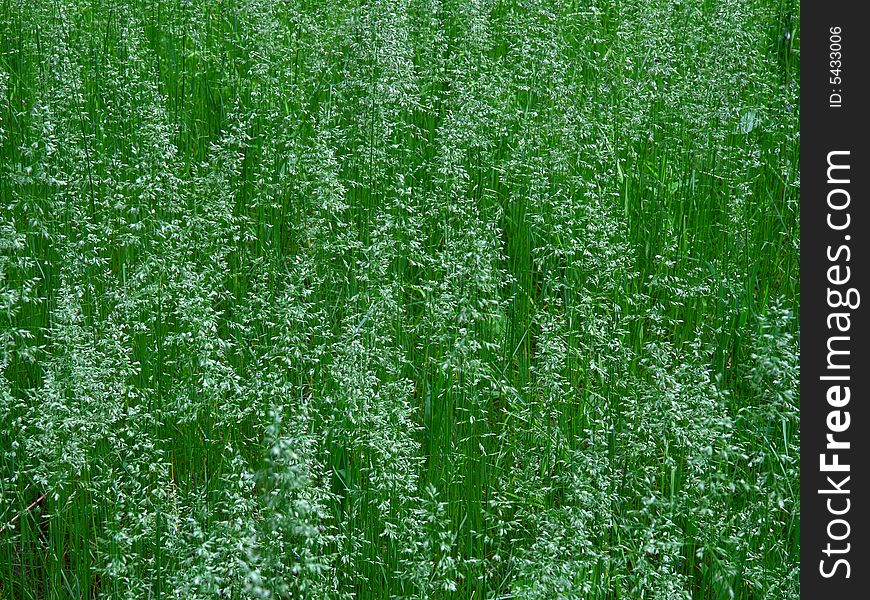 Fresh grass in Minnesota park