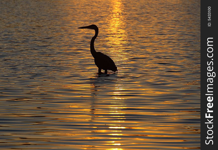 Blue heron on sunset reflection