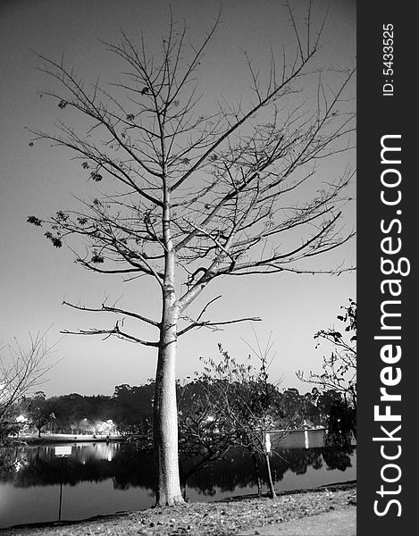 Tree with a few leaves left near a lake with houses around it. Black and white. Vertically framed photograph. Tree with a few leaves left near a lake with houses around it. Black and white. Vertically framed photograph