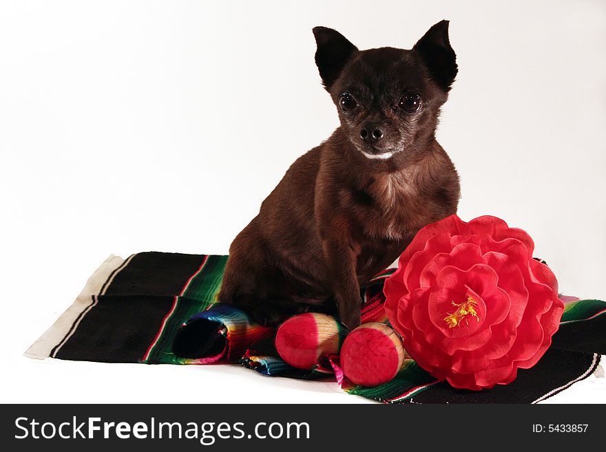Mexican Chihuahua with colorful blanket (serape), red flower, and maracas.