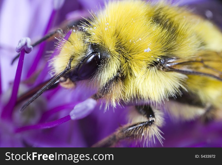 Closeup of bumble bee gathering pollen.  Found near Seattle