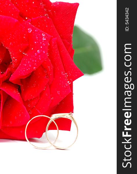 Red rose close up and gold wedding rings