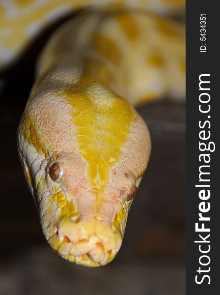 Male Burmese Python Snake Waiting its Meal. Male Burmese Python Snake Waiting its Meal