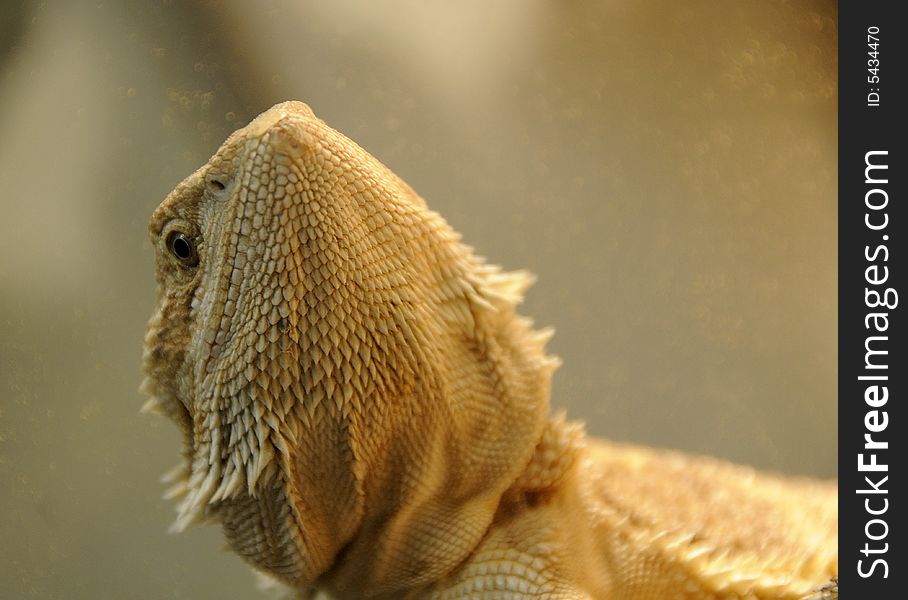 Curious Dragon Lizard Waiting for its Next Meal