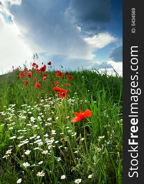 An image of poppy-field under dramatic sky. An image of poppy-field under dramatic sky