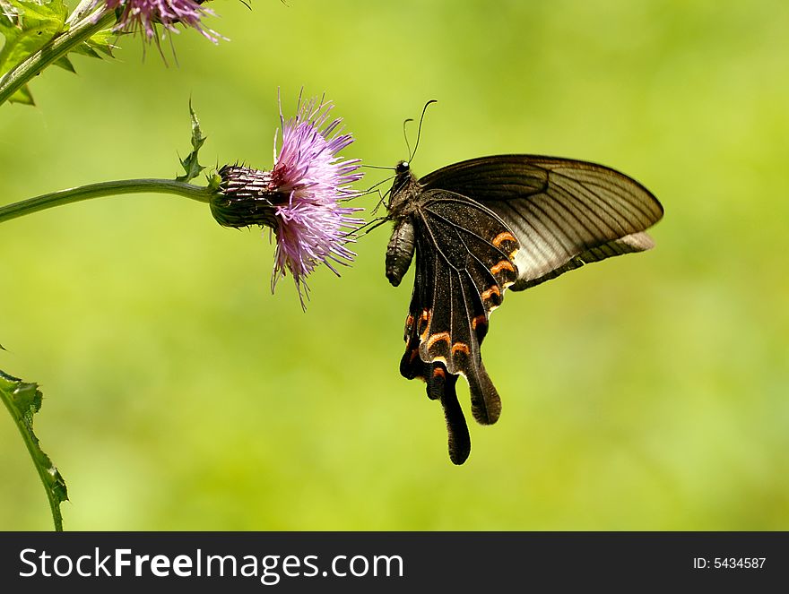 Butterfly [Achillides bianor (Cramer)]. Draw nectar in the air. Butterfly [Achillides bianor (Cramer)]. Draw nectar in the air.